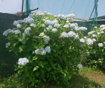 今週末の予定（告知）