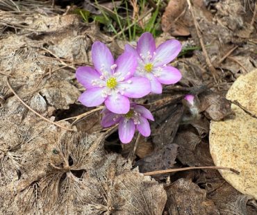 令和８年度　福島県　猟銃等講習会日程（上半期）