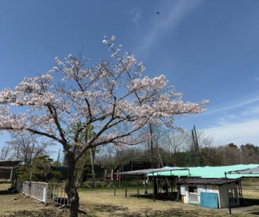 チャンピオンシップ　今季初戦！